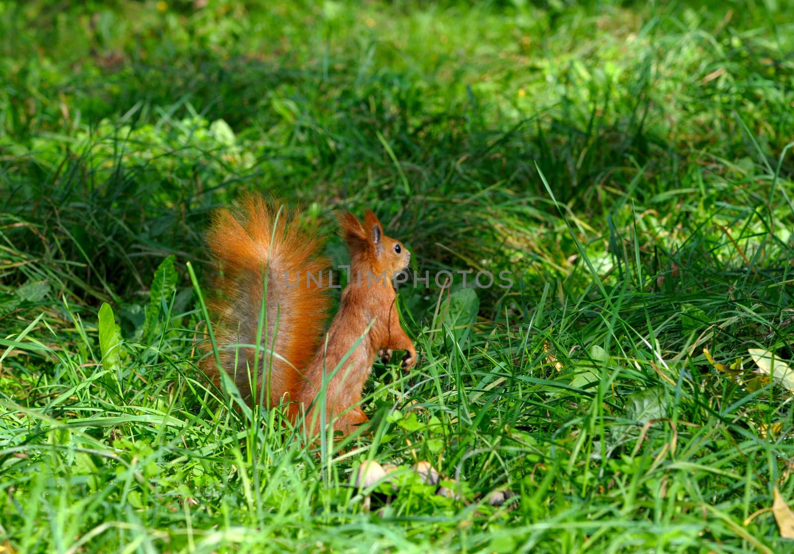 squirrel jumps in the autumn forest by DNKSTUDIO