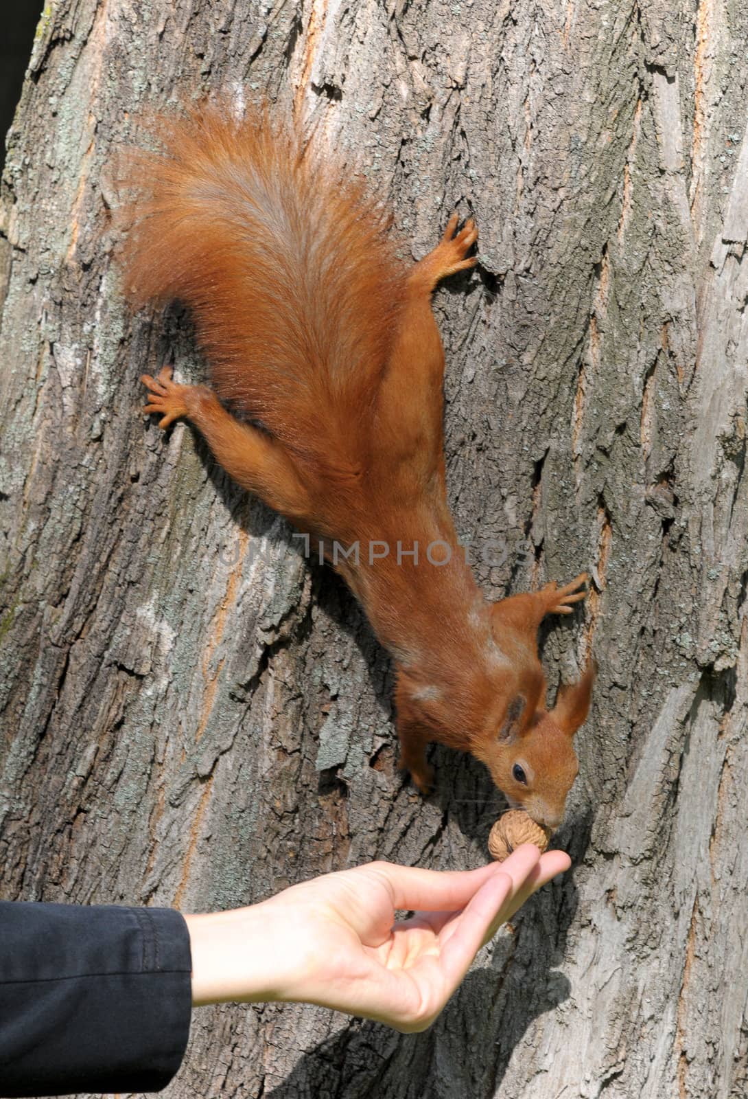 Squirrel on the tree and eat out of hand by DNKSTUDIO