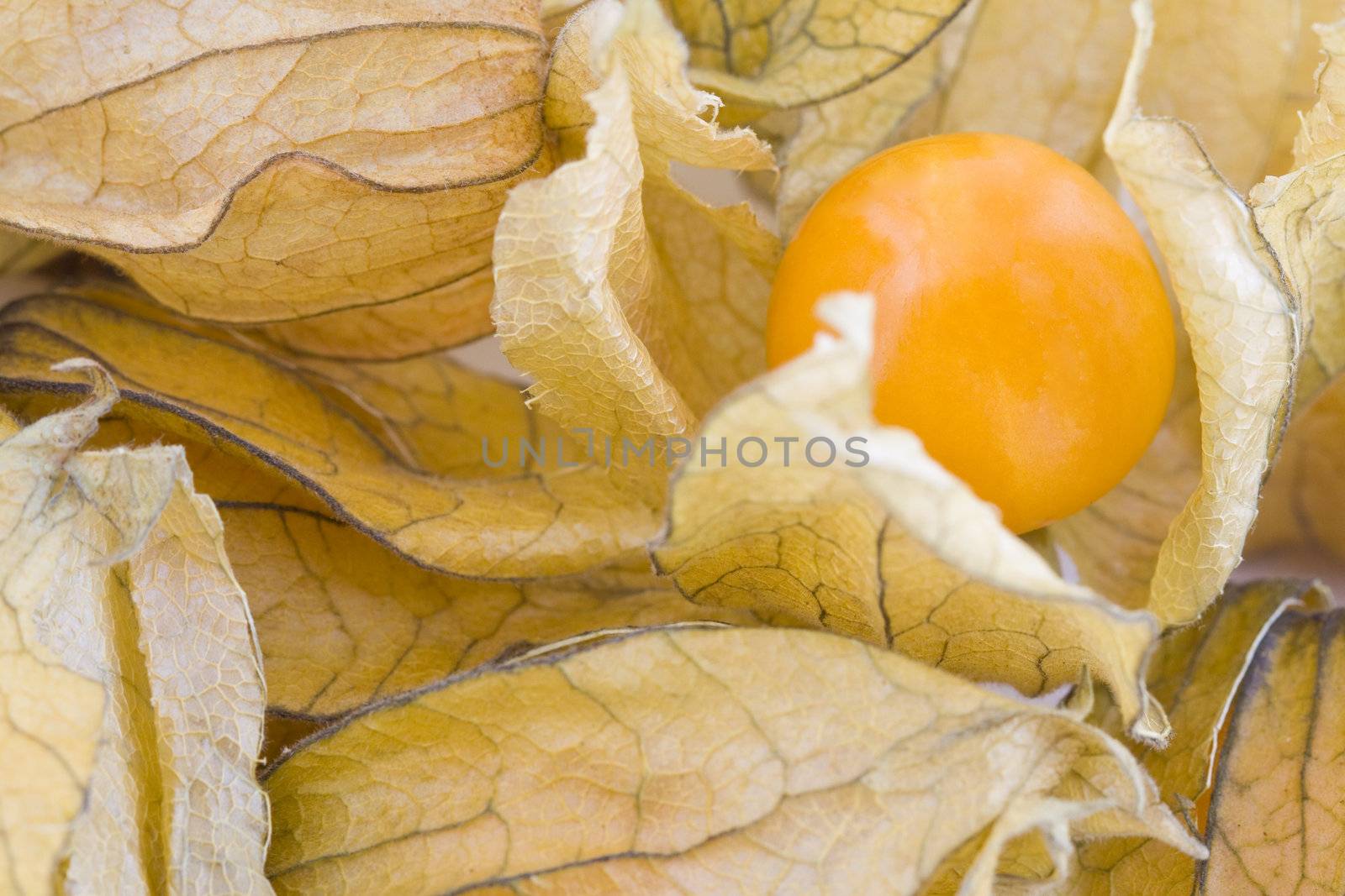 Fresh small physalis, jam-berry fruits macro