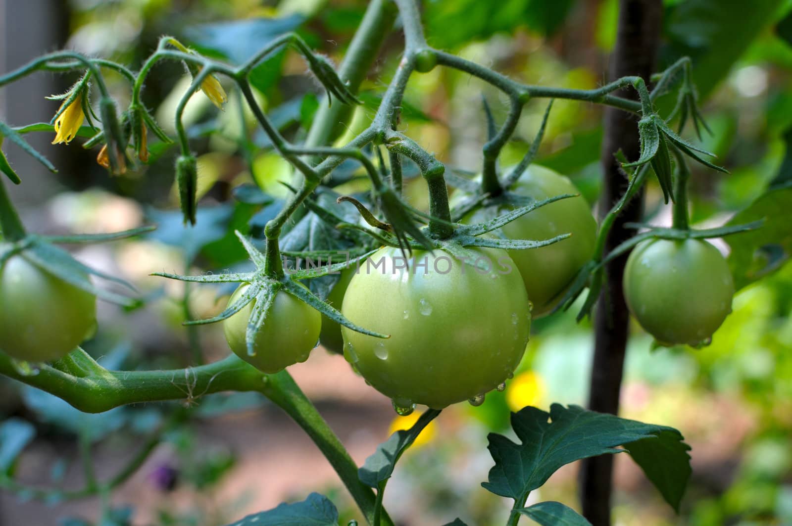 green tomatoes growing on the branches. It is cultivated in the garden.