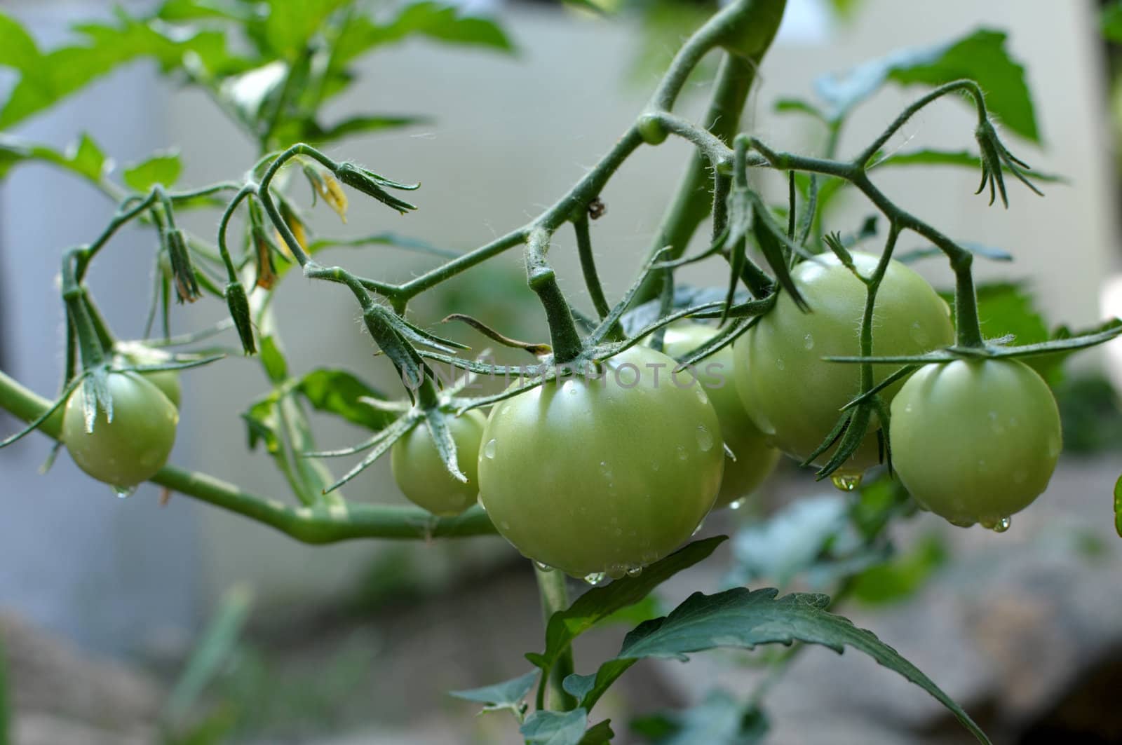 green tomatoes growing on the branches. It is cultivated in the garden.