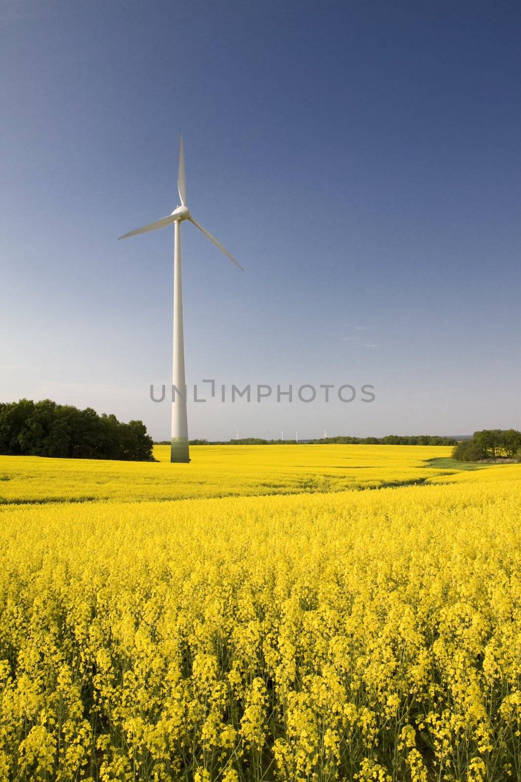 Windmill in the field of yellow rape, spring season