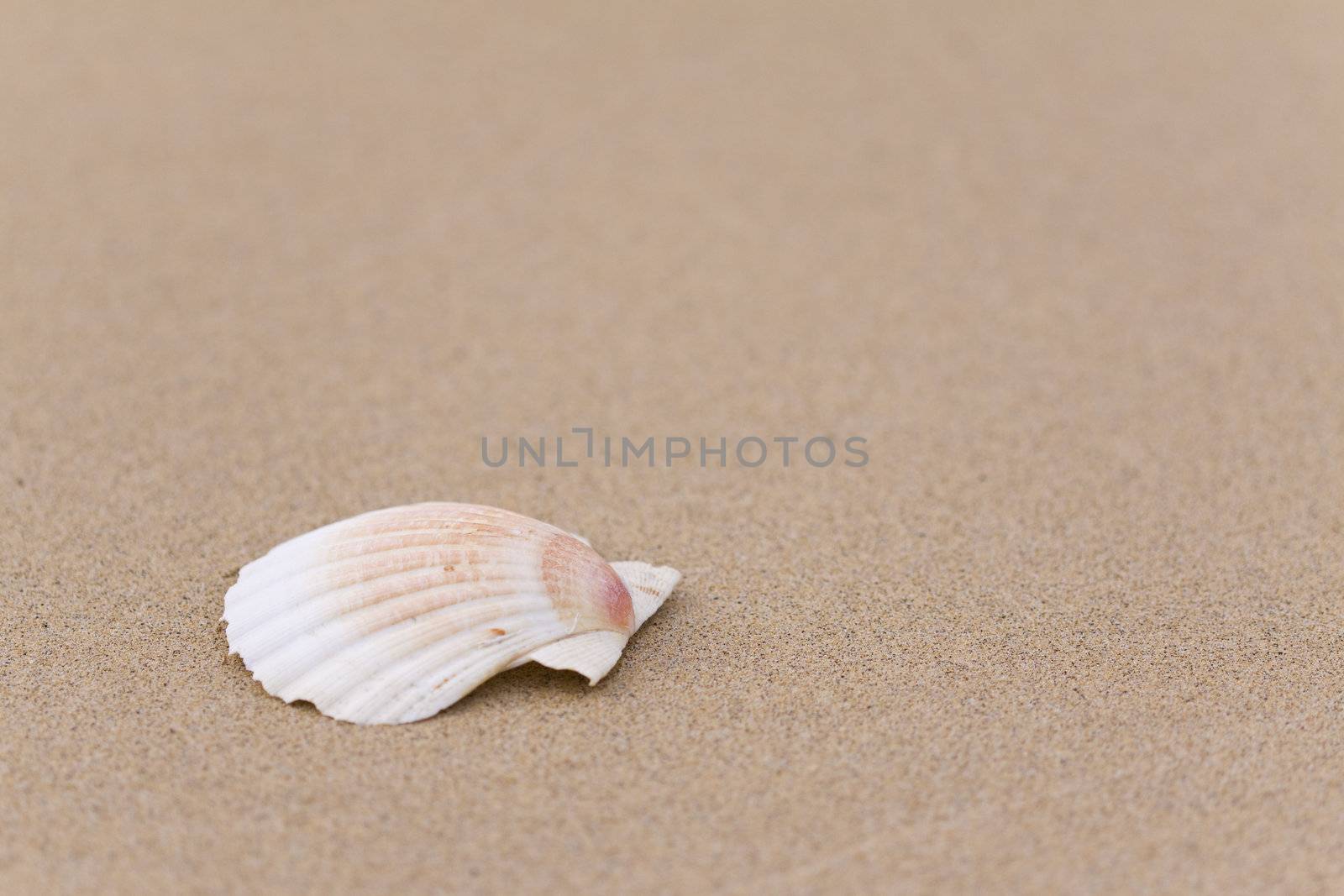 Focus on the small seashell at the beach