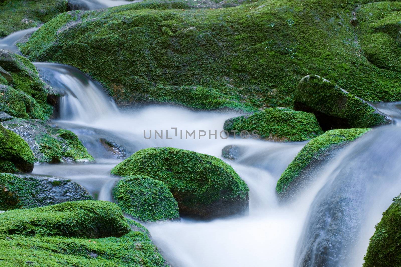 Forest brook, stones overgrown with green moss