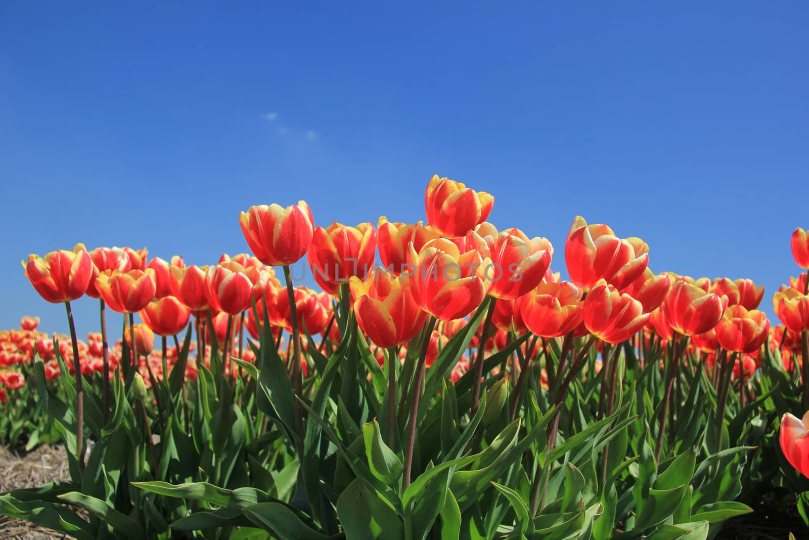 red tulips with a touch of yellow on a field against a clear blue sky