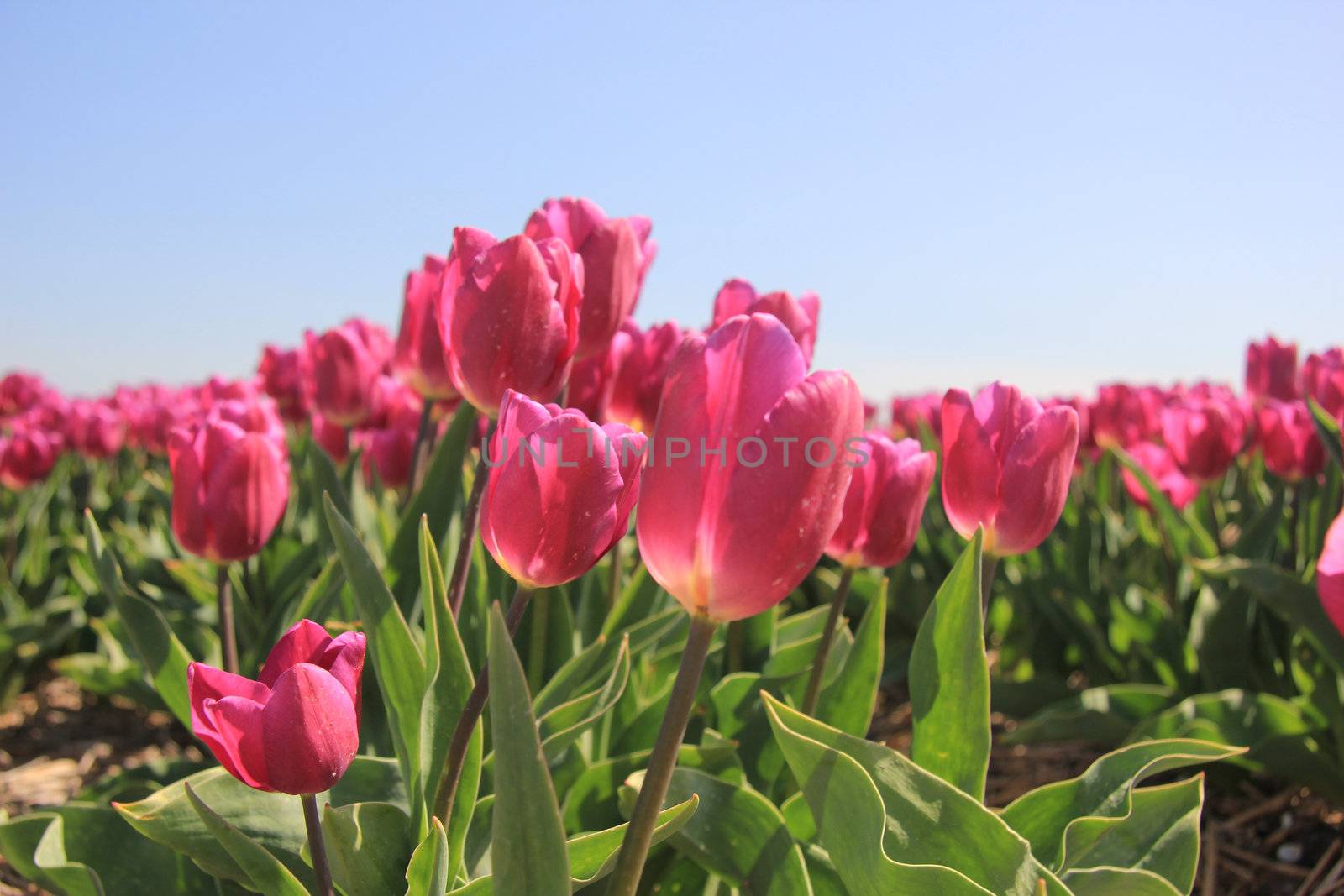 purple pink tulips in the sunlight by studioportosabbia