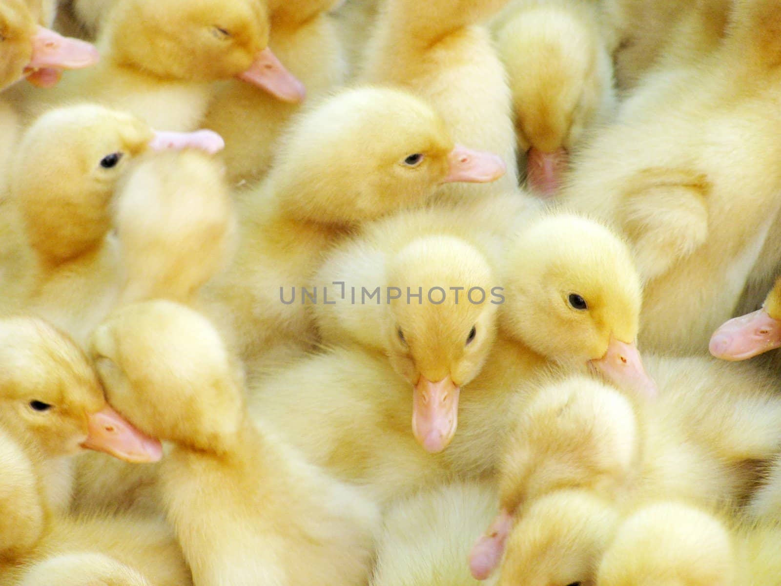 close up of small ducklings