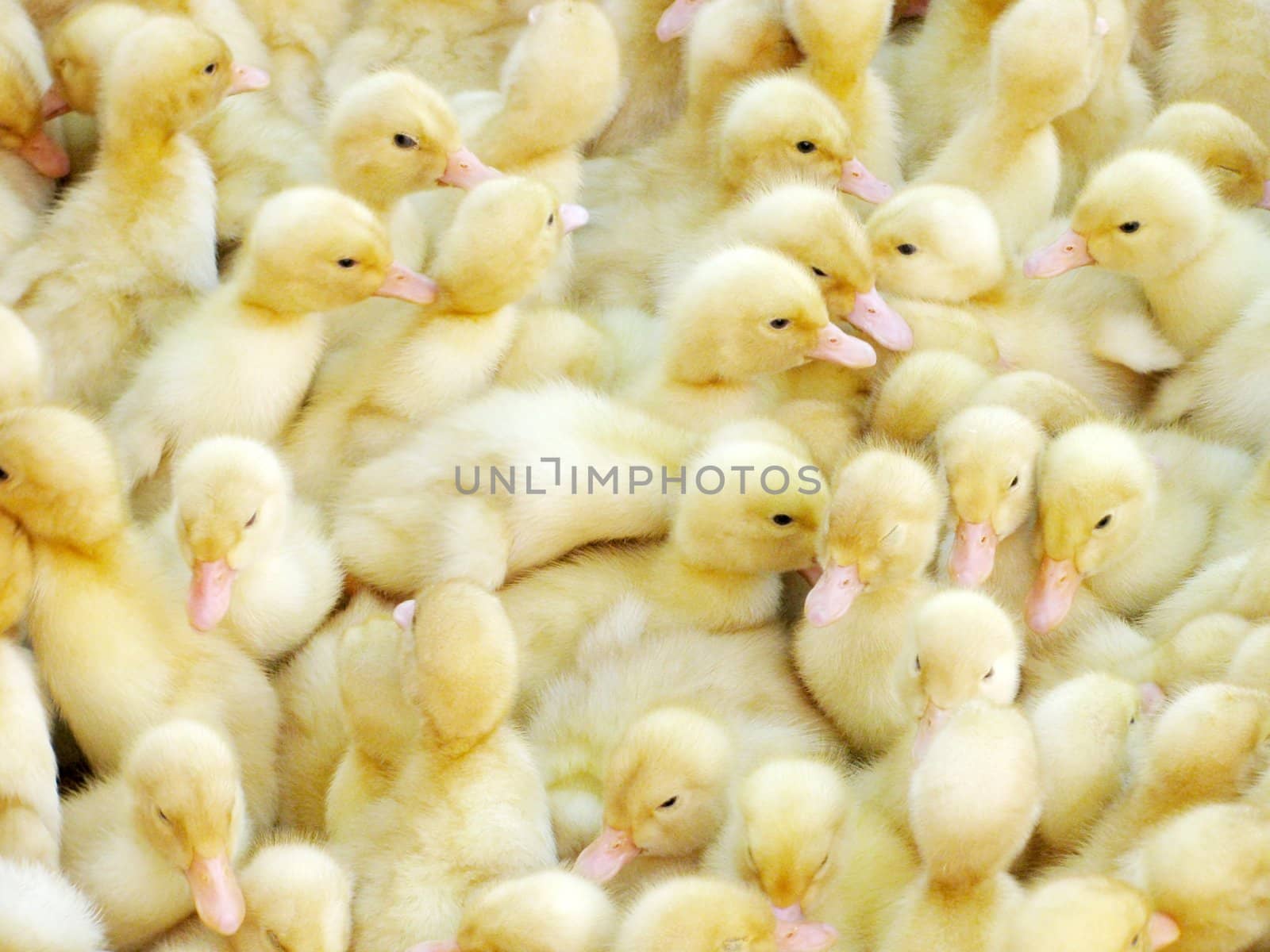 close up of small ducklings in a box