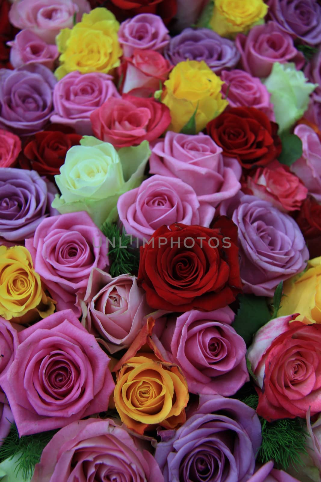 Mixed roses by studioportosabbia