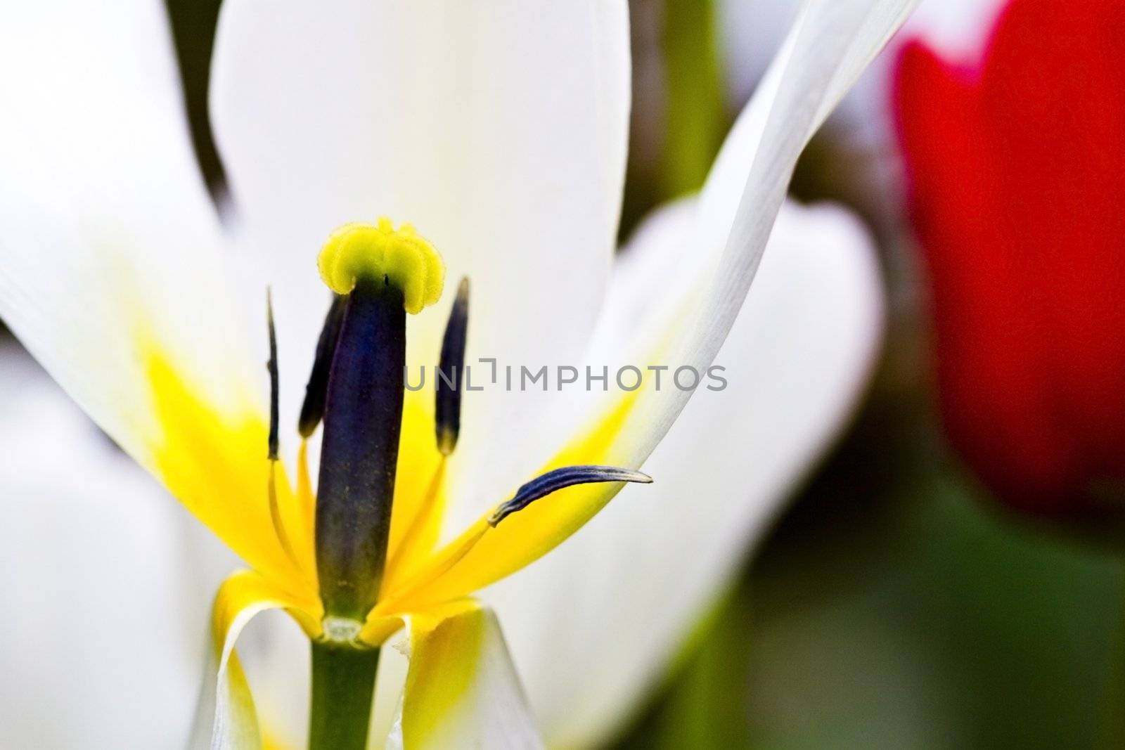 Closeup on the inside of a white tulip, macro