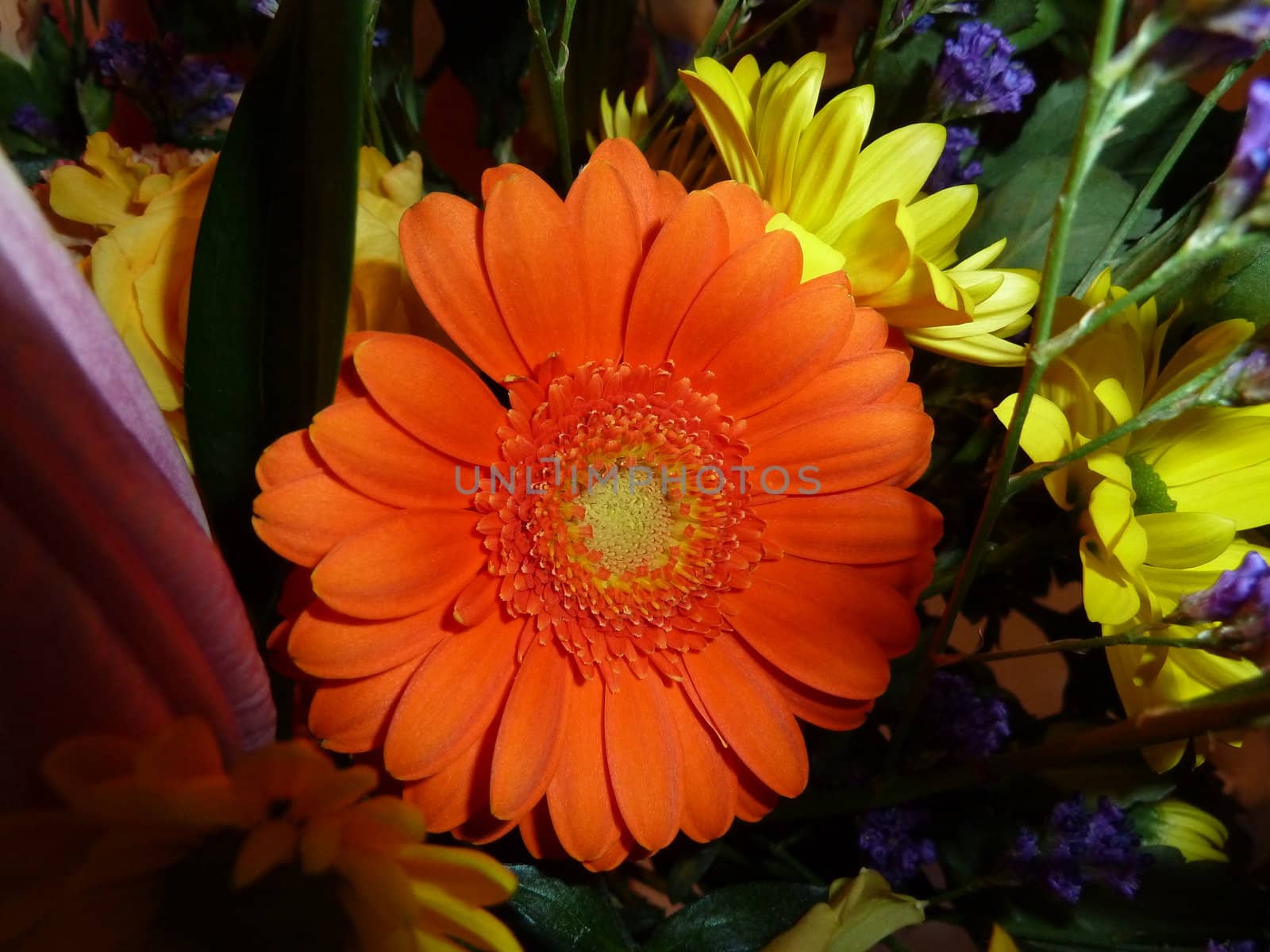 orange gerbera in bright light