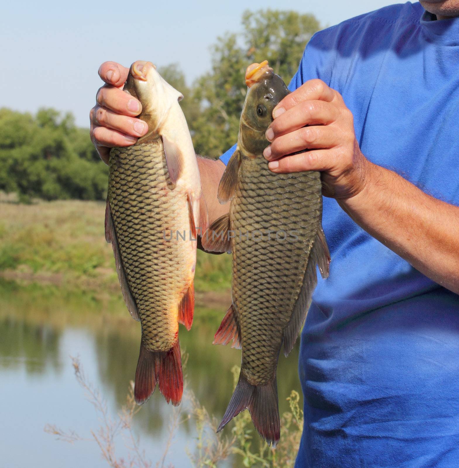 carp in the hand of fisherman against the river
