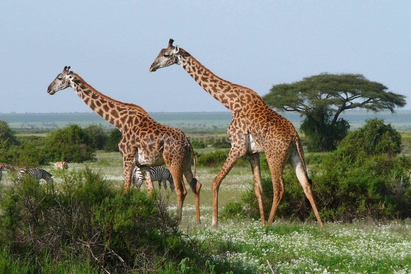 Two giraffes in african savannah by Gbuglok