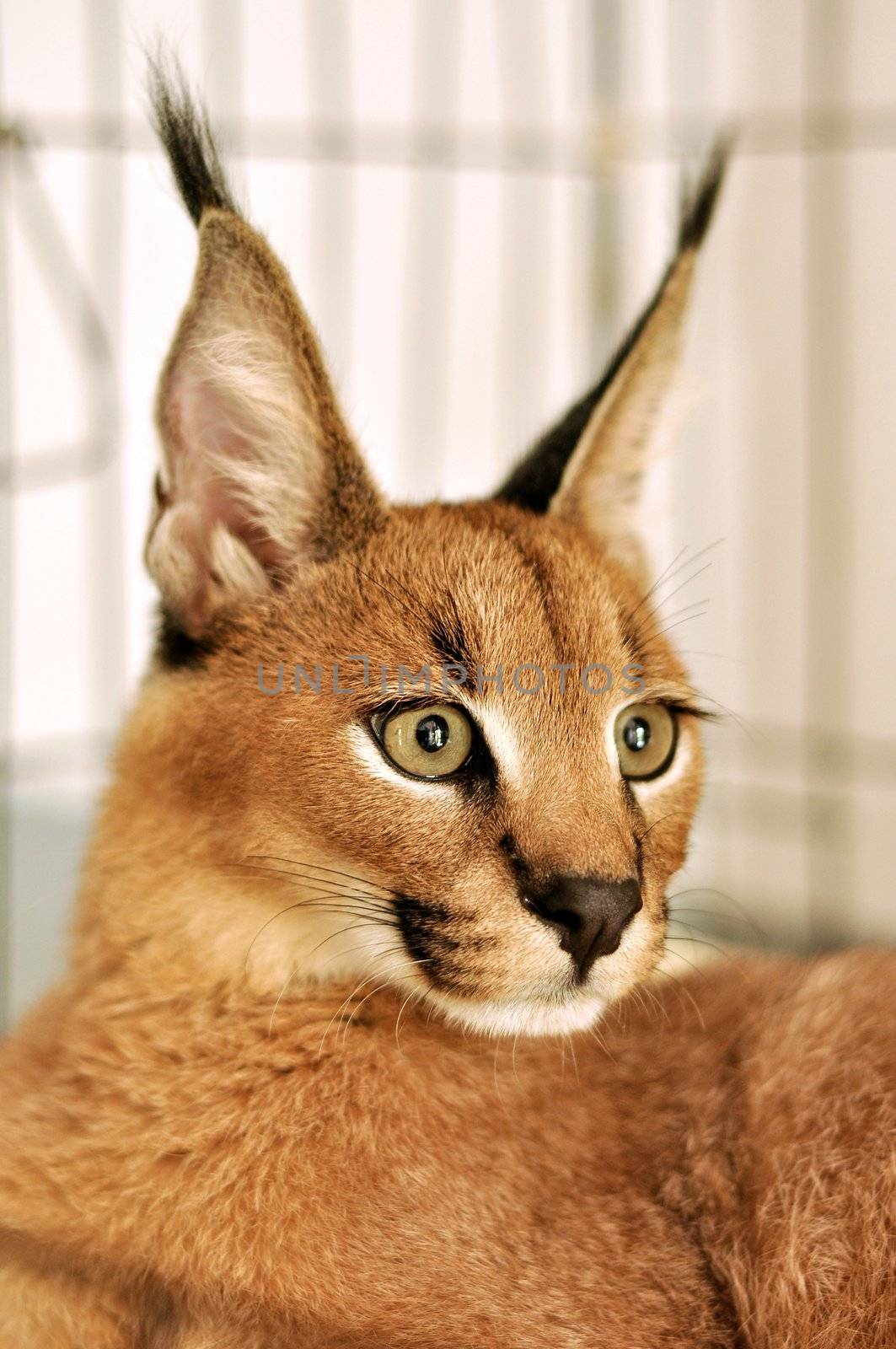 The caracal is a fiercely territorial medium-sized cat ranging over Western Asia, South Asia and Africa.