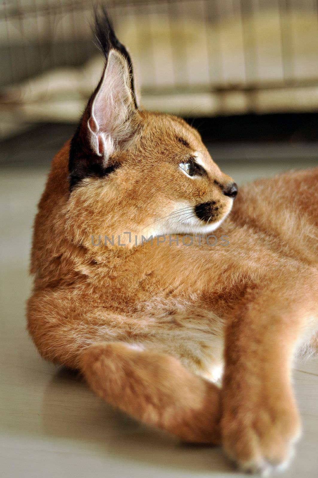 The caracal is a fiercely territorial medium-sized cat ranging over Western Asia, South Asia and Africa.