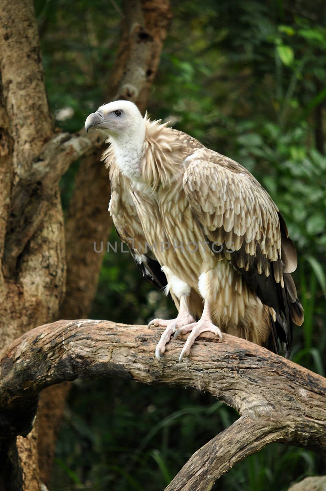 The Himalayan Griffon Vulture is a typical vulture, with a bald white head, very broad wings, and short tail feathers. It is even larger than the European Griffon Vulture.