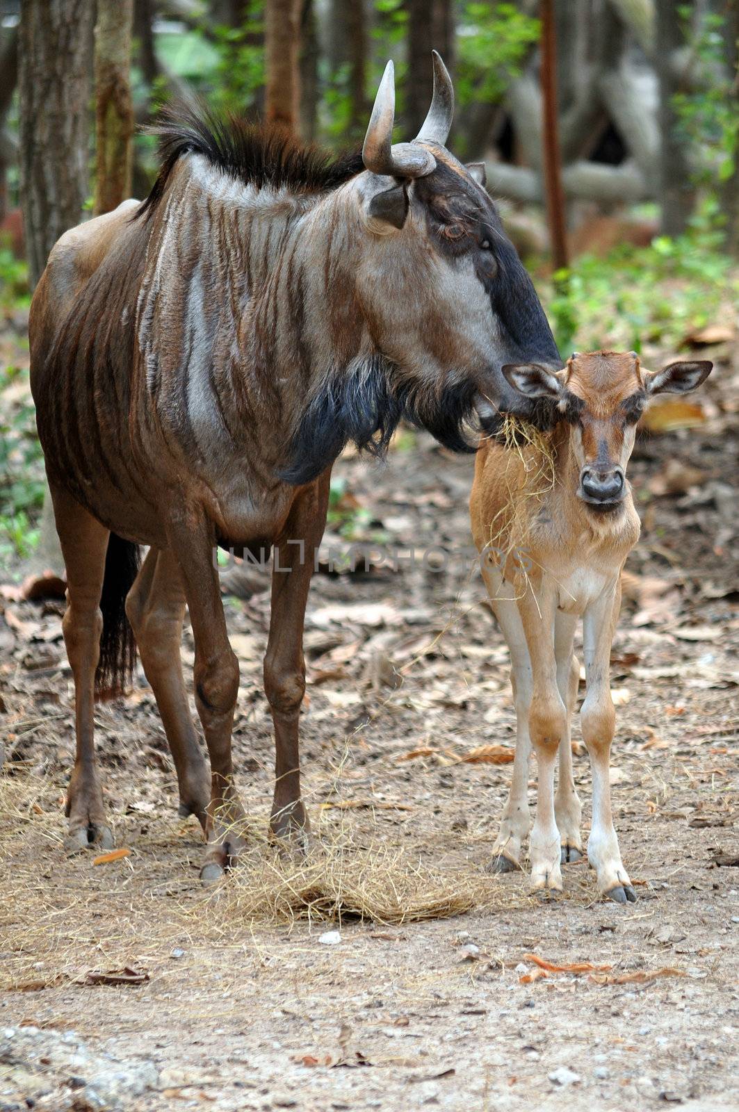 The main differences between the black and blue wildebeest are the amount of horn curvature and the color of fur.