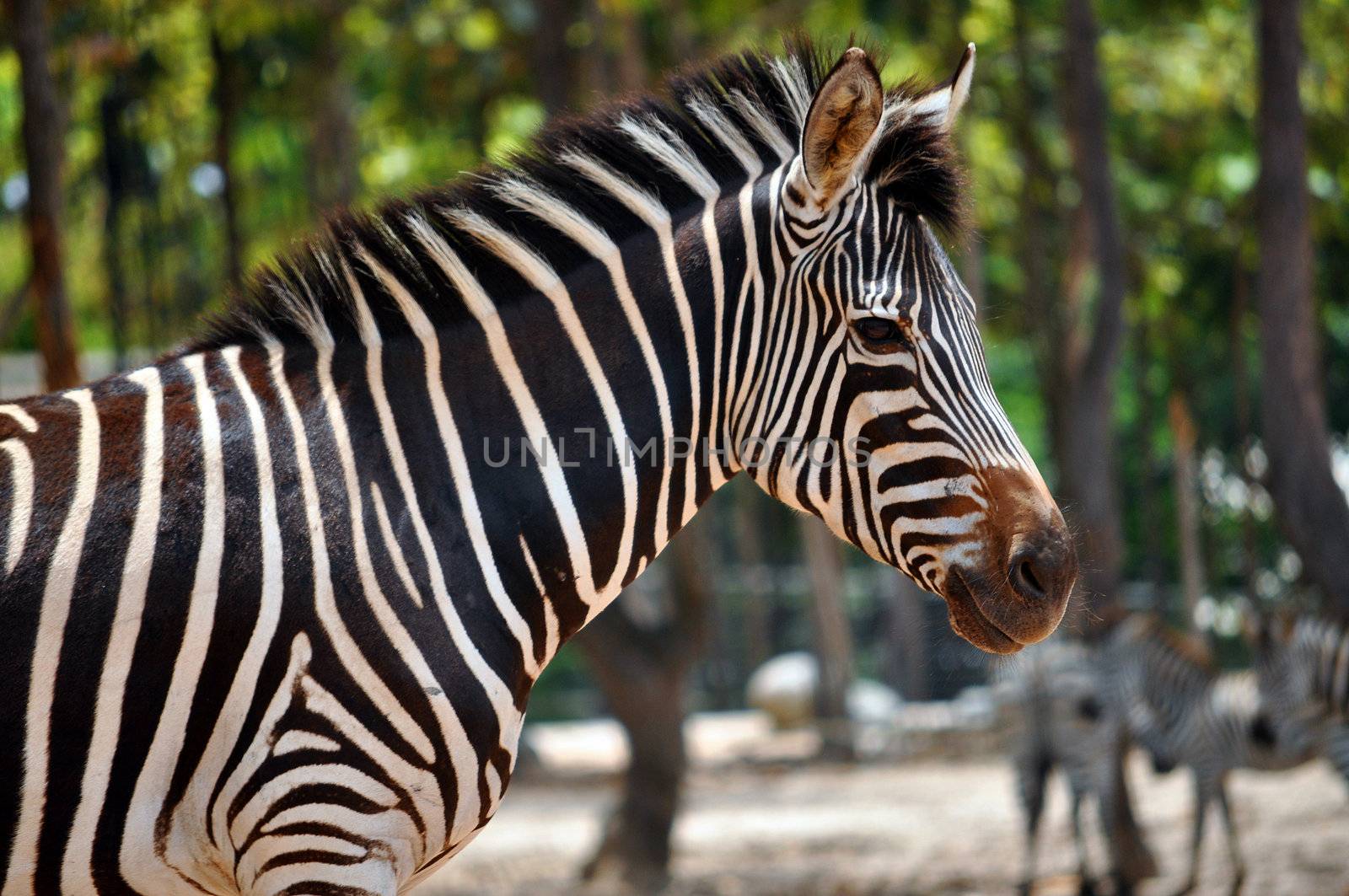 Zebra by MaZiKab