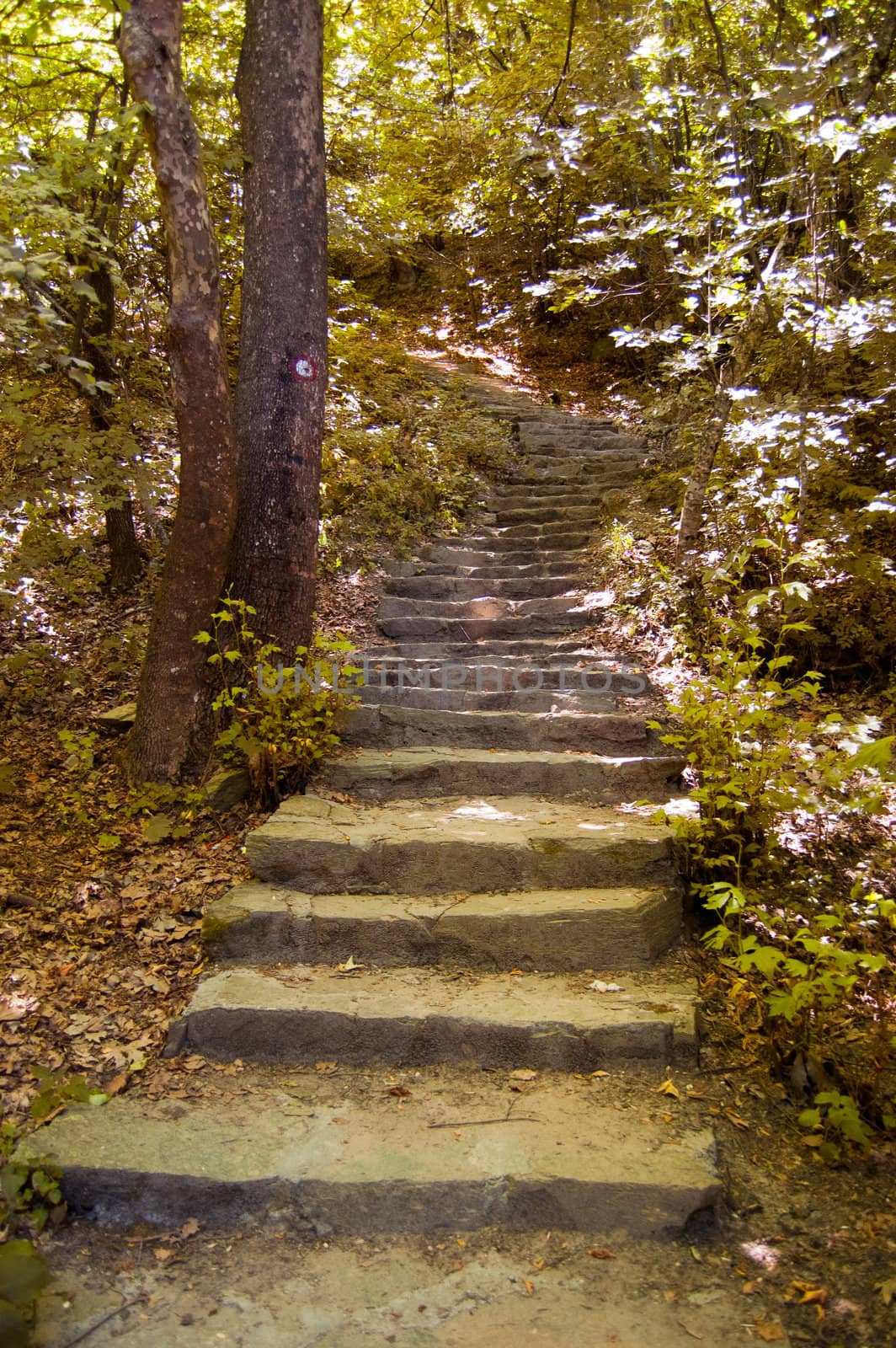 Stone stairs in a green nature environment