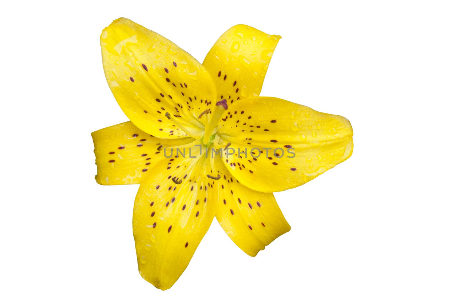 A Yellow Tiger Lily on White Background