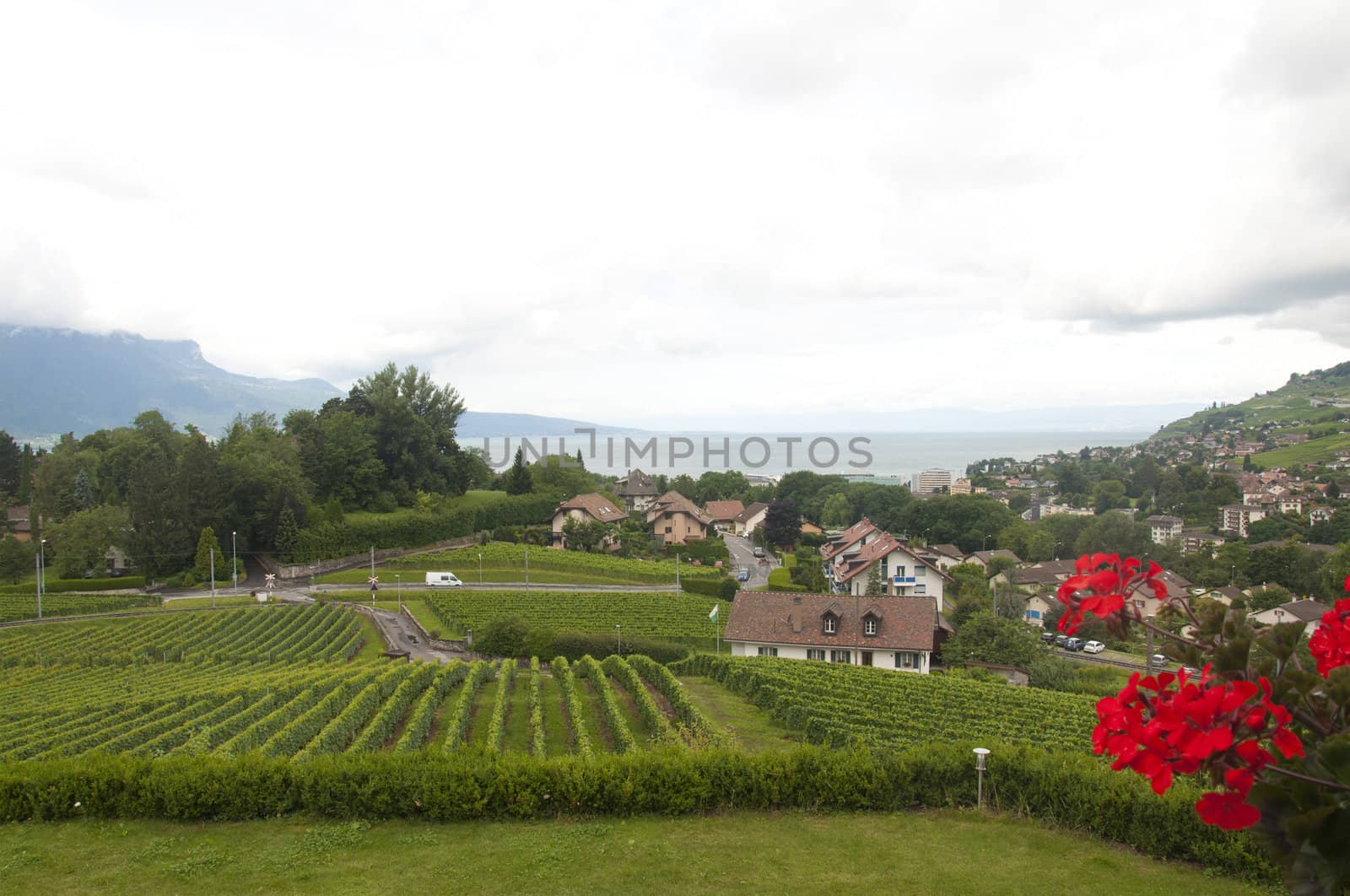 Houses amidst Vineyards by kdreams02