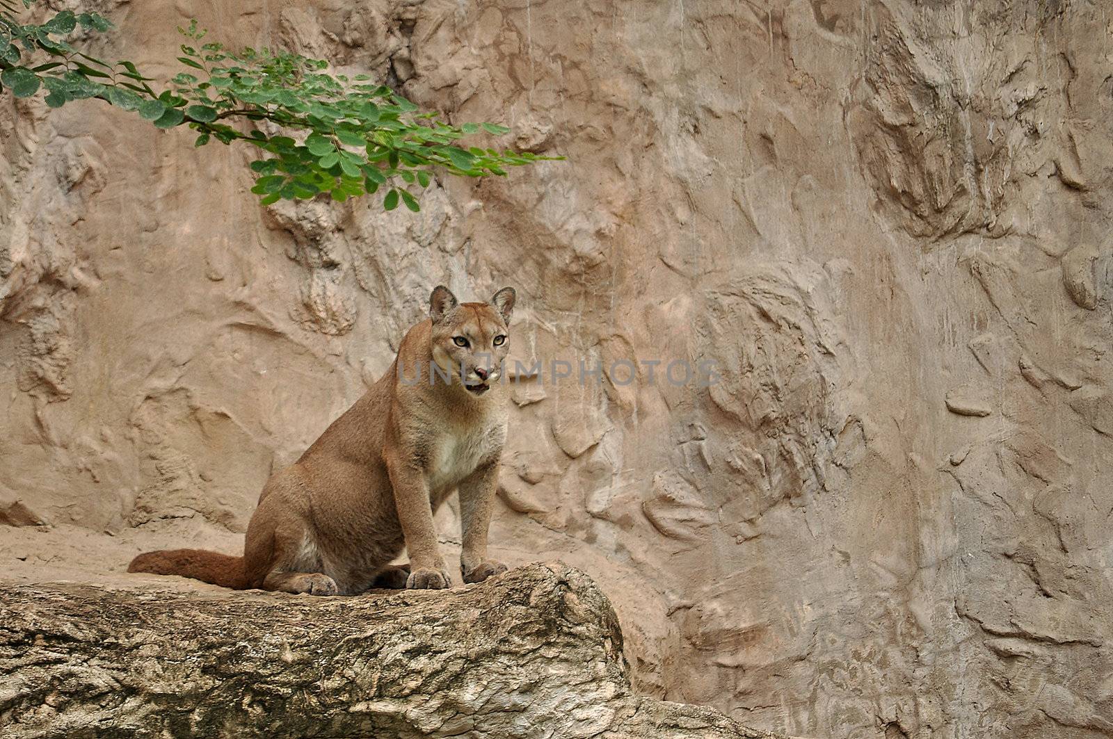 The cougar (Puma concolor), also known as puma, mountain lion, mountain cat, catamount or panther, depending on the region, is a mammal of the family Felidae, native to the Americas.