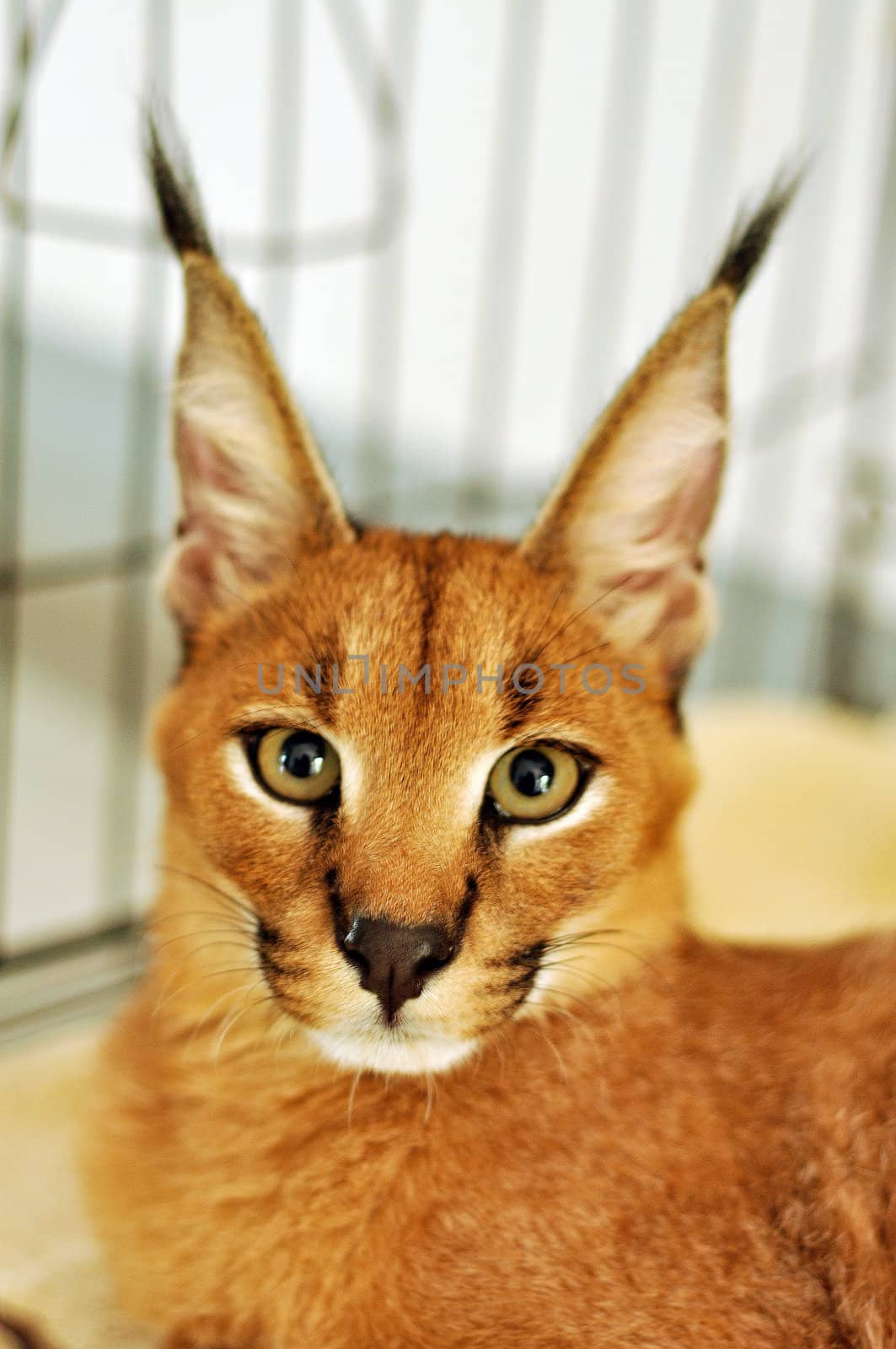 The caracal is a fiercely territorial medium-sized cat ranging over Western Asia, South Asia and Africa.