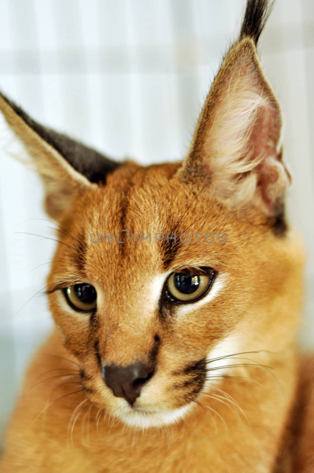 The caracal is a fiercely territorial medium-sized cat ranging over Western Asia, South Asia and Africa.