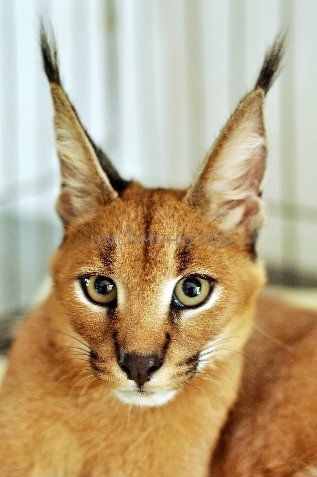 The caracal is a fiercely territorial medium-sized cat ranging over Western Asia, South Asia and Africa.