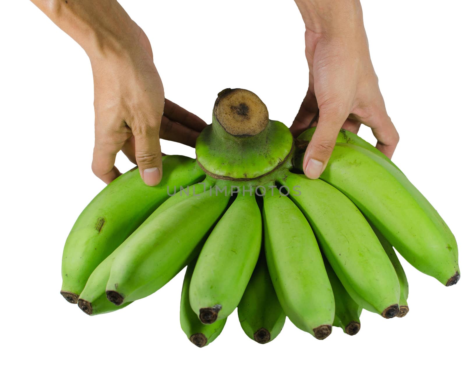Green bananas do not ripe on a white background.