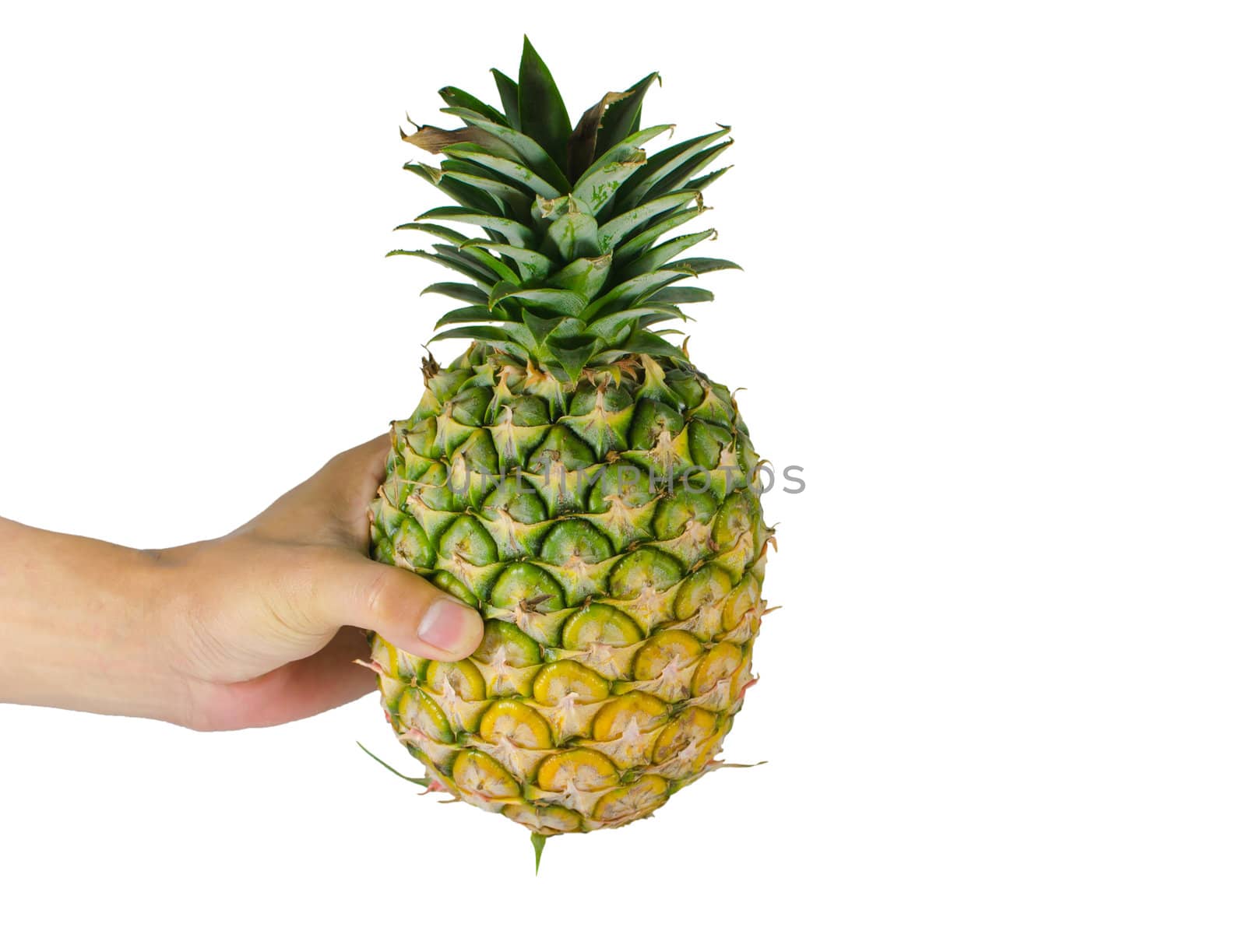 Colorful pineapple at a white background