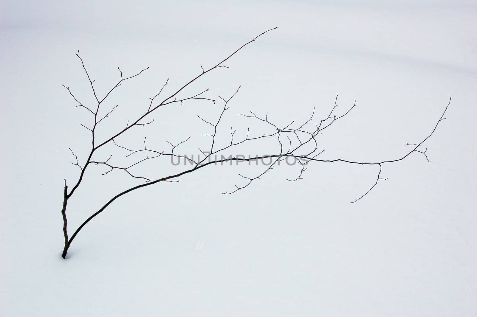 A small tree in winter in deep snow