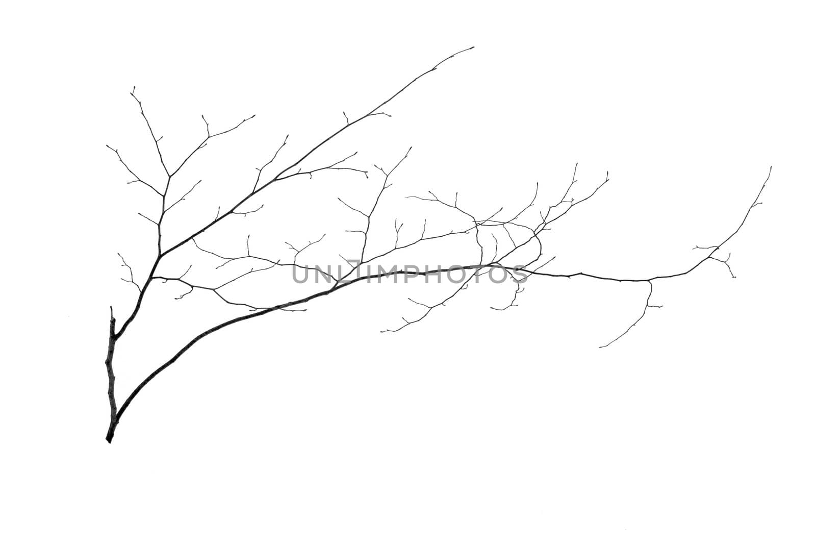 A small tree in winter in deep snow