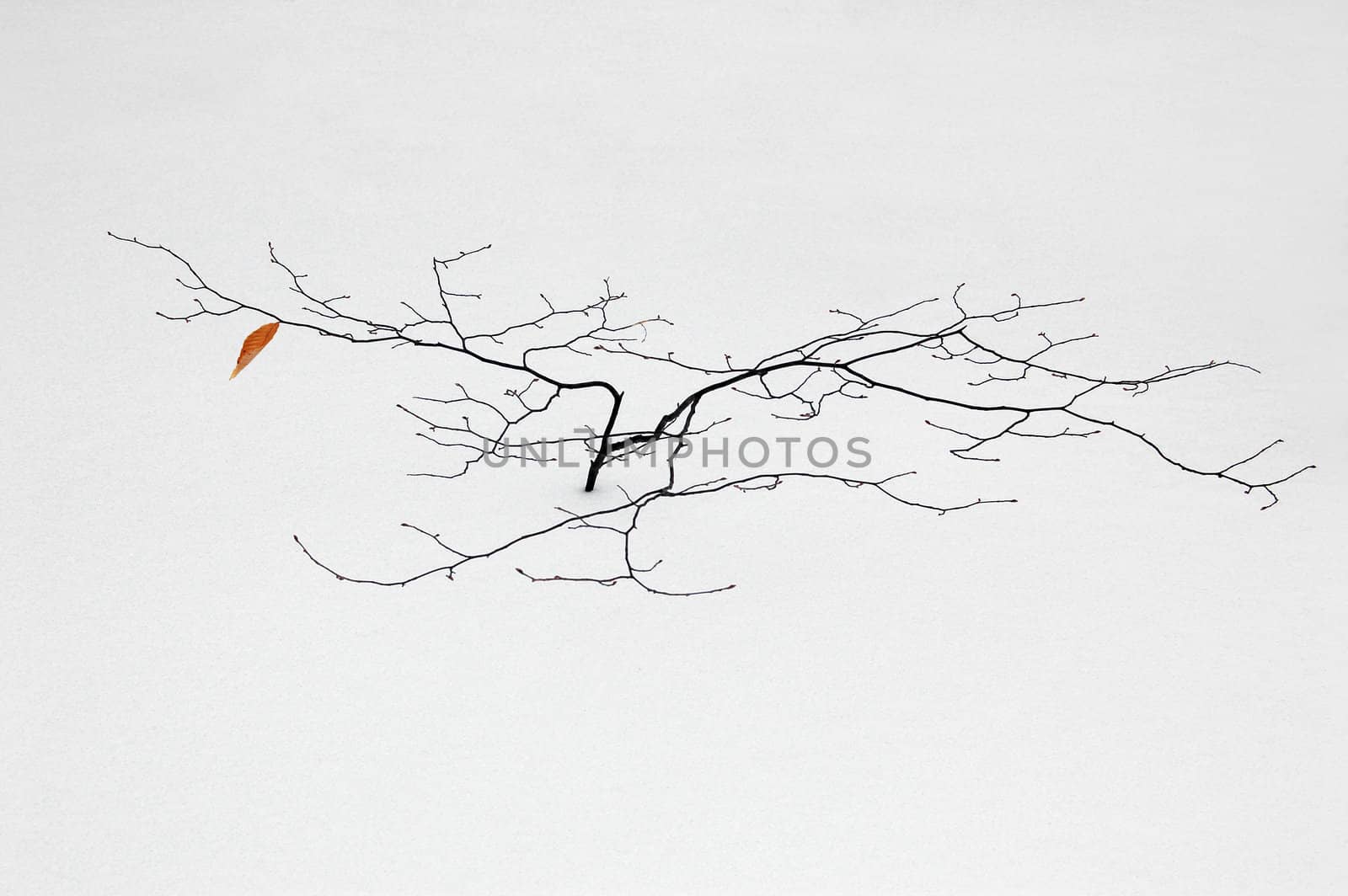 A small tree in winter in deep snow