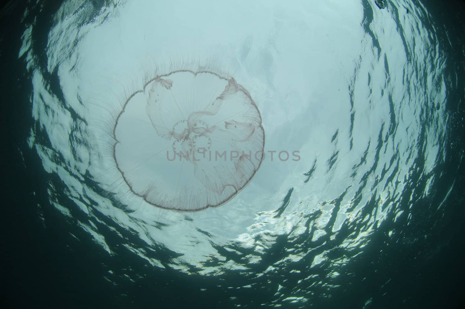 Jellyfish swimming underwater in ocean by ftlaudgirl