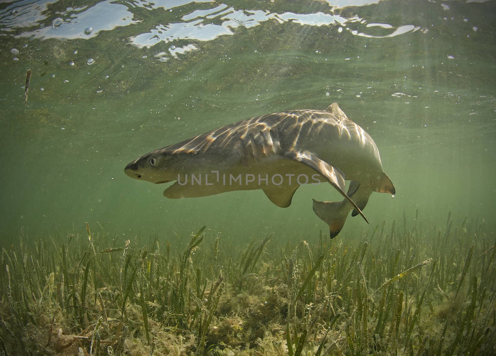 Lemon shark underwater with mouth open near the Florida Keys