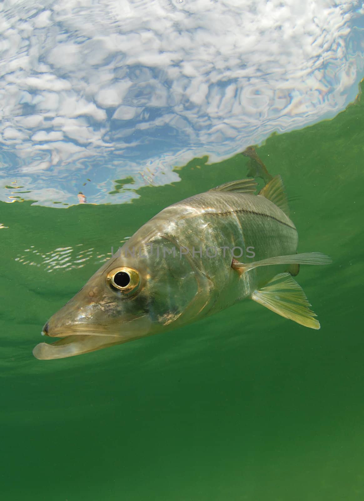 Snook fish swimming in the Atlantic Ocean off the coast of Florida