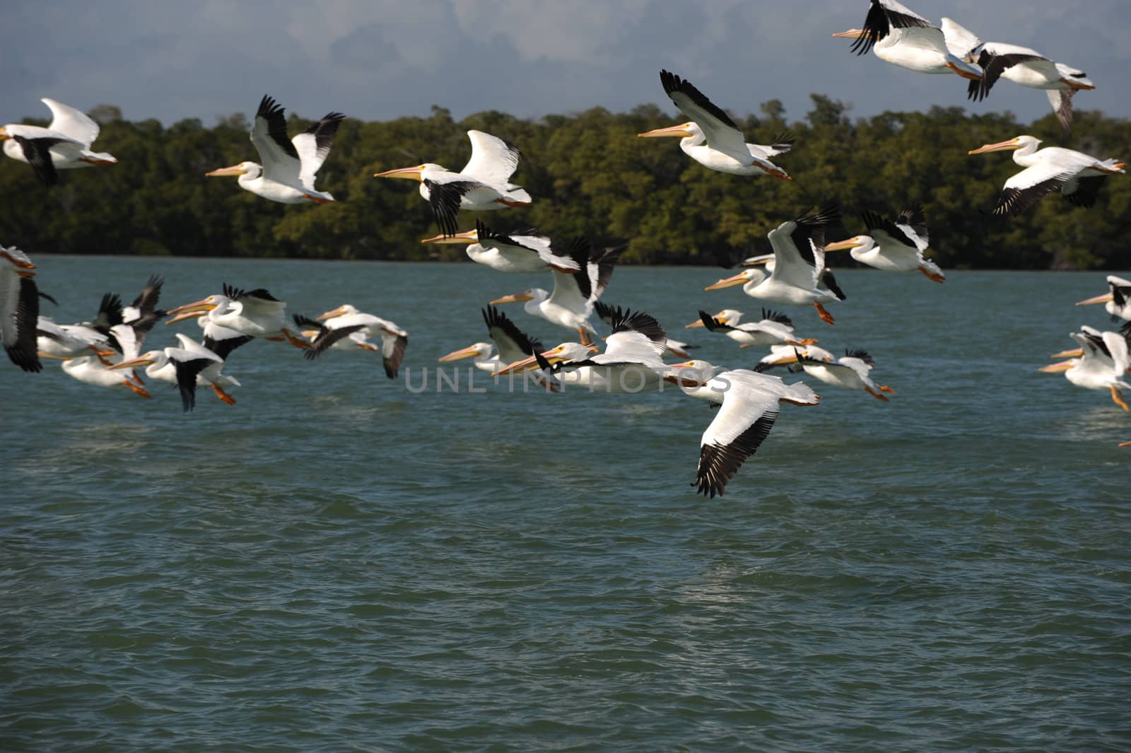 White pelicans taking flight over Gulf of Mexico