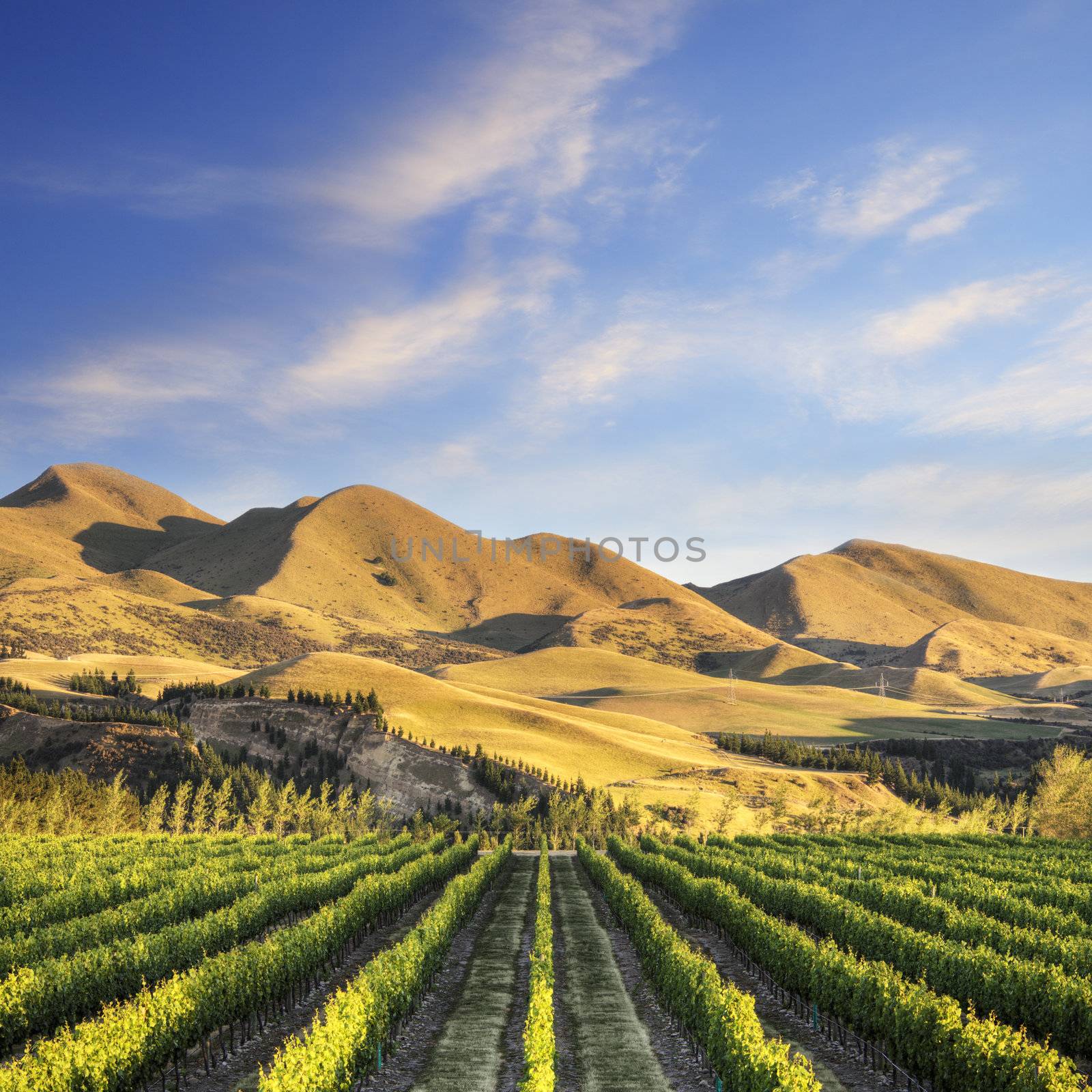A vineyard near Waipara, in North Canterbury, New Zealand, in early morning sunlight. Tonemapped HDR image.
