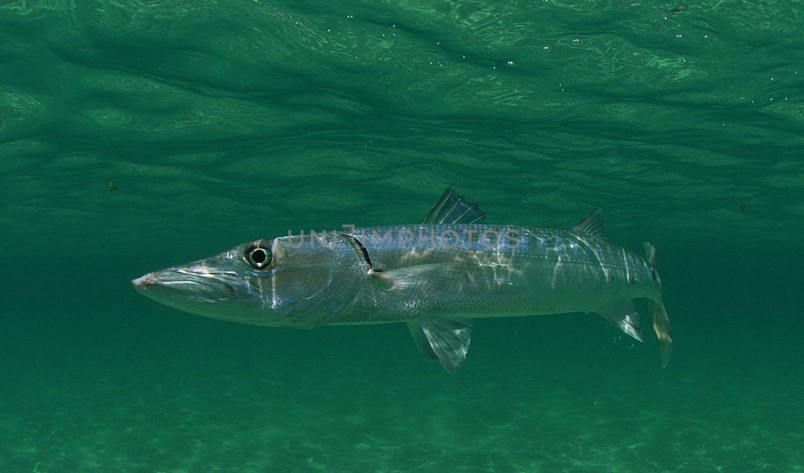 In its natural habitat, a barracuda is swimming in ocean 