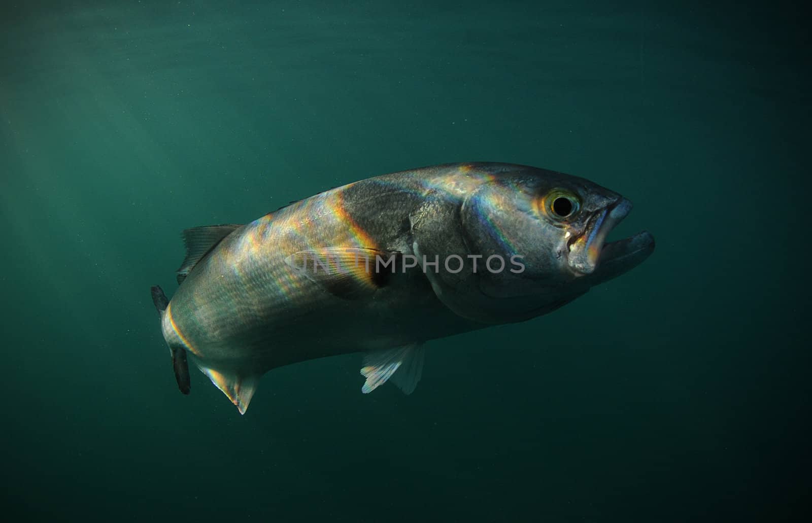 Bluefish, Pomatomus saltatrix,  swimming underwater in ocean 