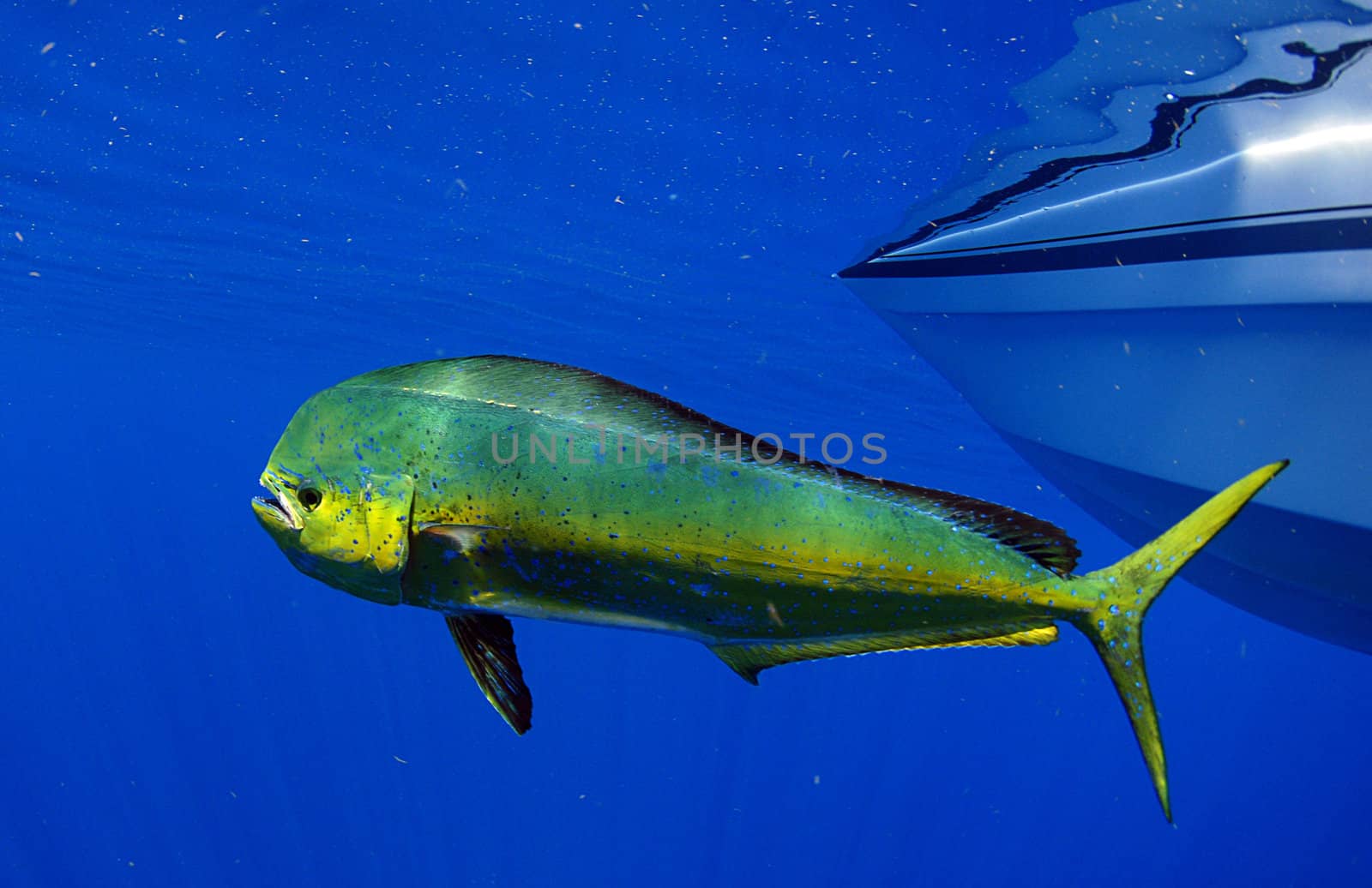 mahi mahi or dolphin fish by ftlaudgirl