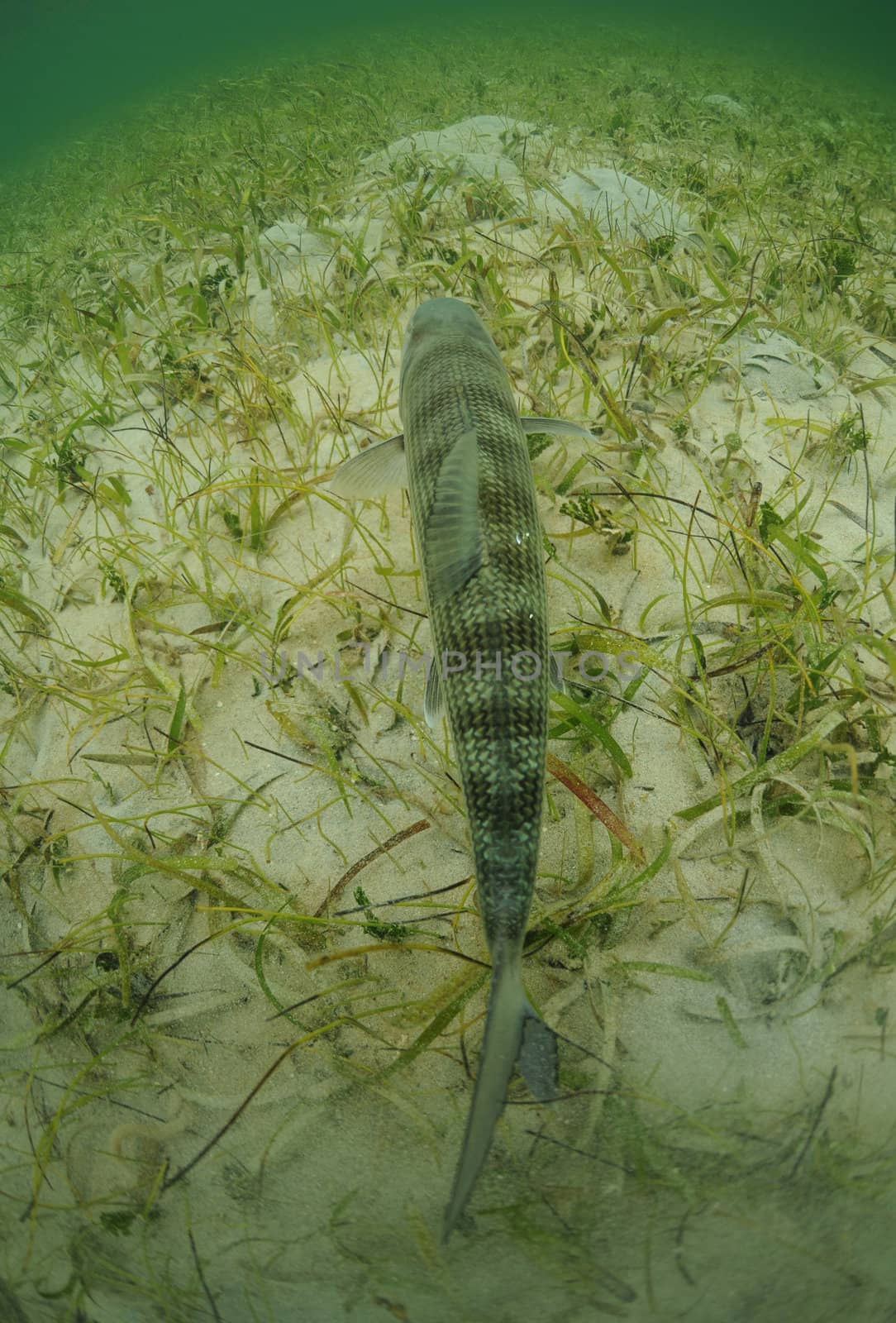 bonefish is swimming in the grass flats ocean  by ftlaudgirl