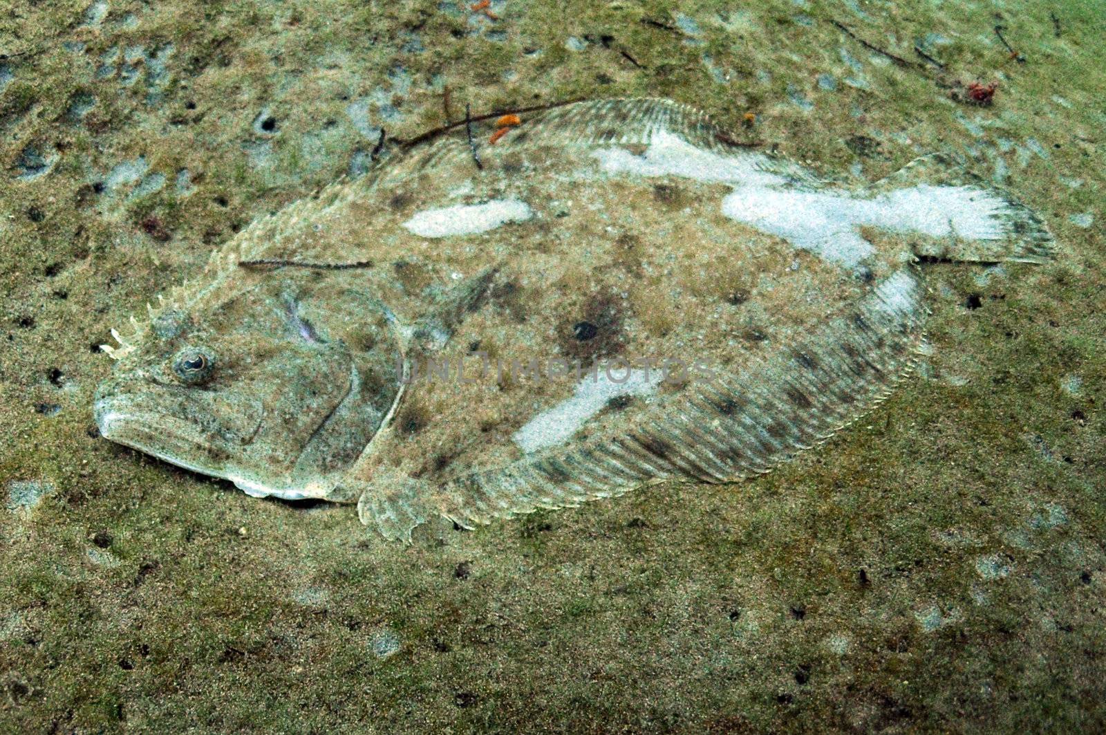 camoflage flounder on sand on bottom of ocean