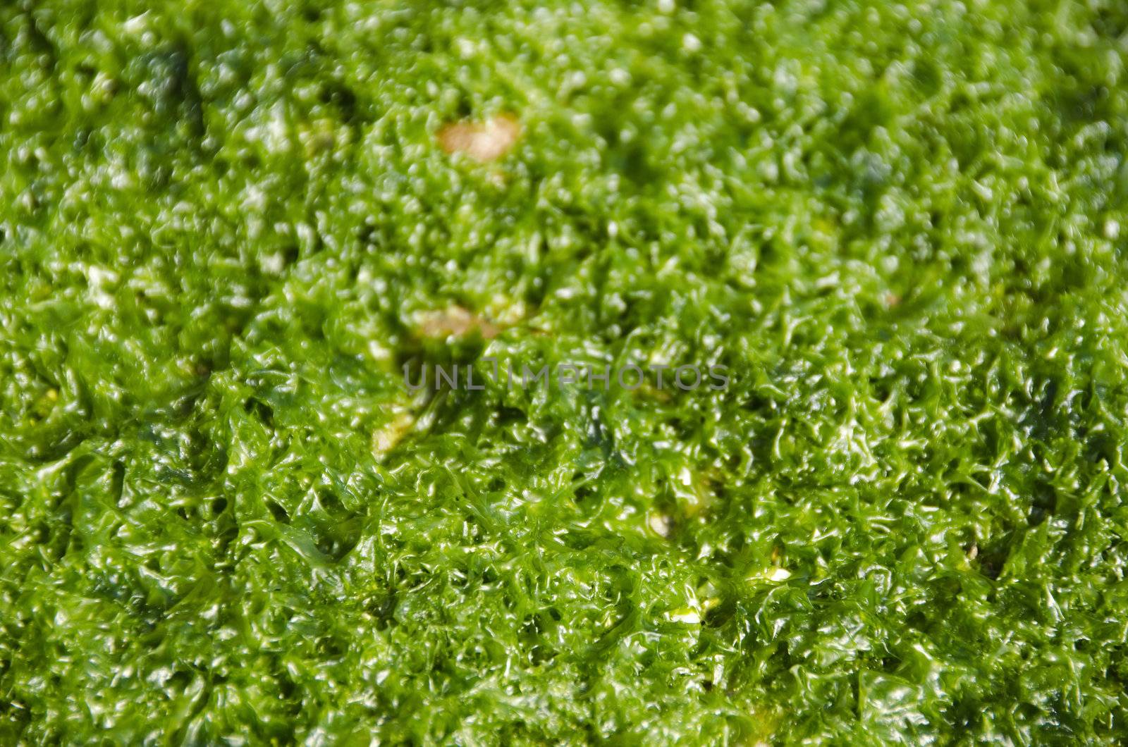 Green algae by Arrxxx