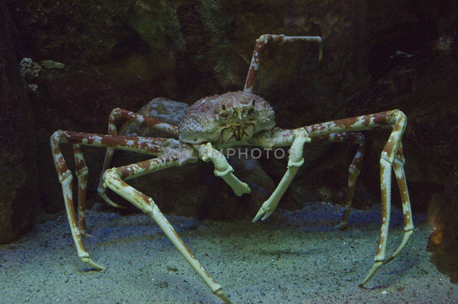 Japanese spider crab by Arrxxx