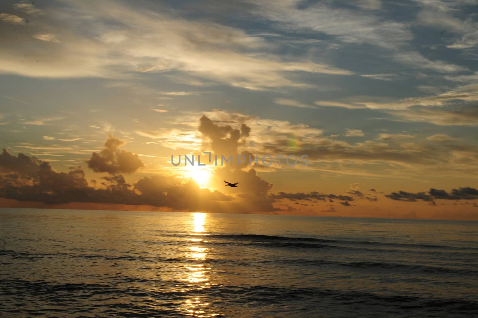 Early morning ocean sunrise and bird by ftlaudgirl