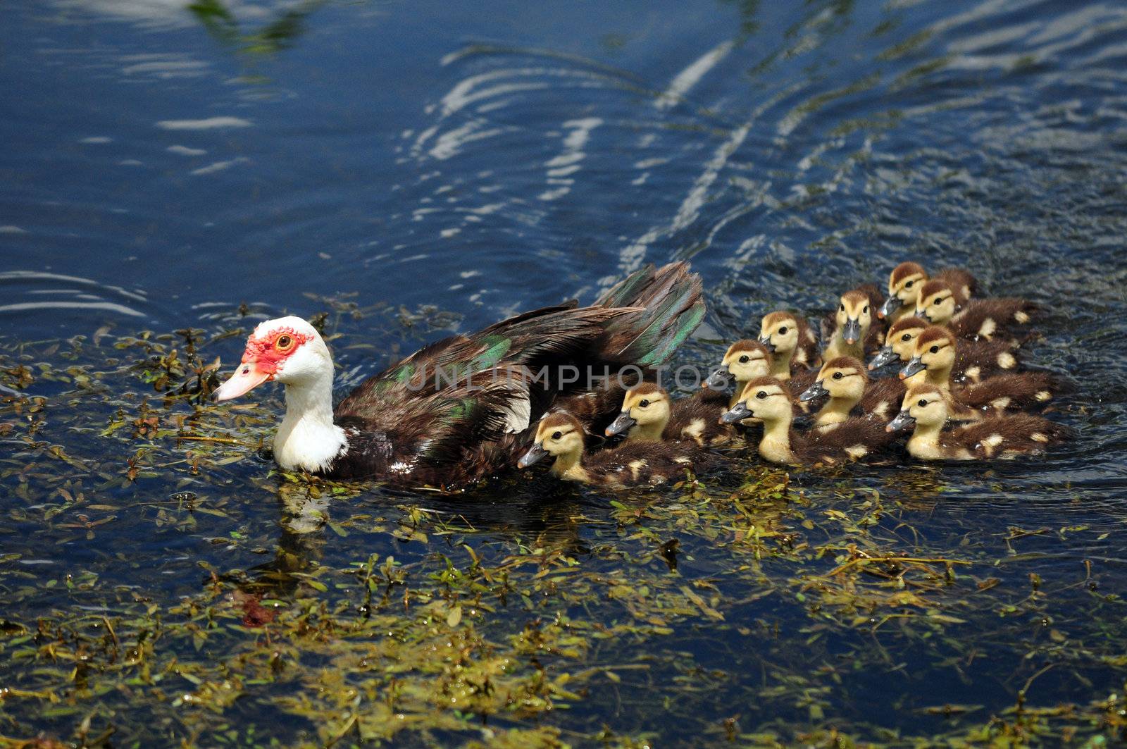 scobie duck with twelve cute ducklings