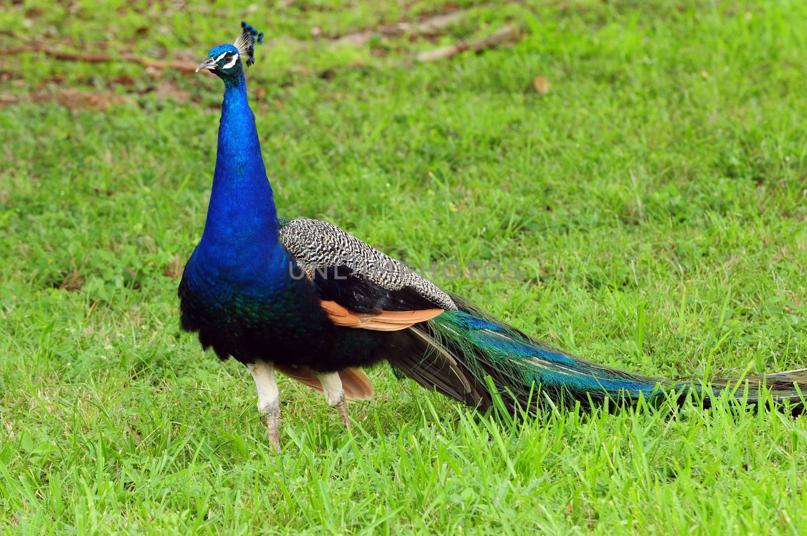 Pretty Peacock bird outdoors in natural habitat
