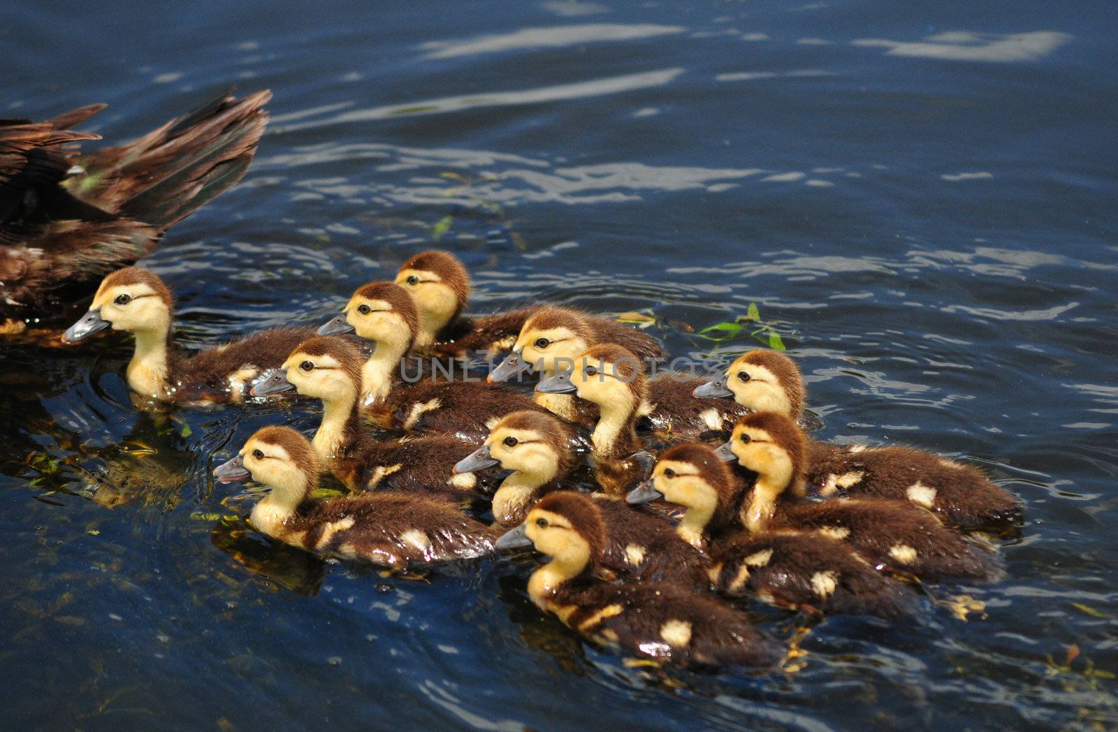 Mother and cute baby ducks by ftlaudgirl